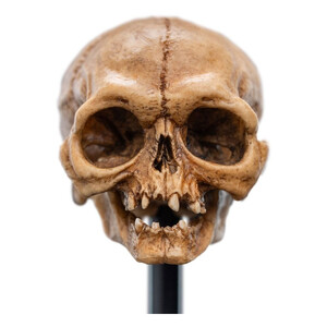 Weta Workshop Lord of the Rings Mini Statue Skull of Gollum 