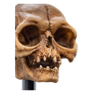 Weta Workshop Lord of the Rings Mini Statue Skull of Gollum 