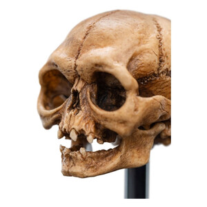 Weta Workshop Lord of the Rings Mini Statue Skull of Gollum 