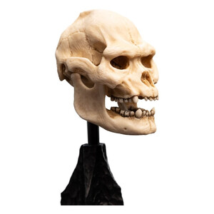 Weta Workshop Lord of the Rings Mini Statue Skull of Lurtz 