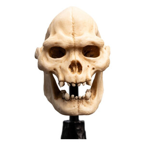 Weta Workshop Lord of the Rings Mini Statue Skull of Lurtz 