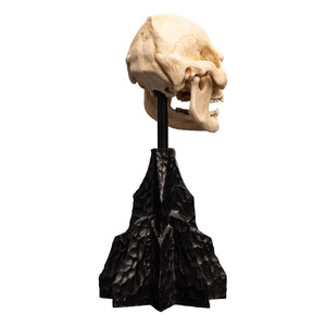 Weta Workshop Lord of the Rings Mini Statue Skull of Lurtz 