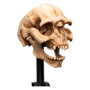 Weta Workshop Lord of the Rings Mini Statue Skull of a Moria Orc 
