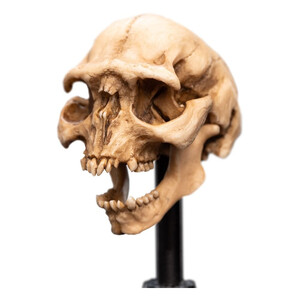 Weta Workshop Lord of the Rings Mini Statue Skull of a Moria Orc 
