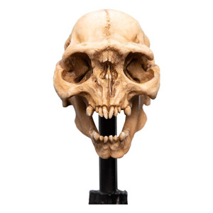 Weta Workshop Lord of the Rings Mini Statue Skull of a Moria Orc 
