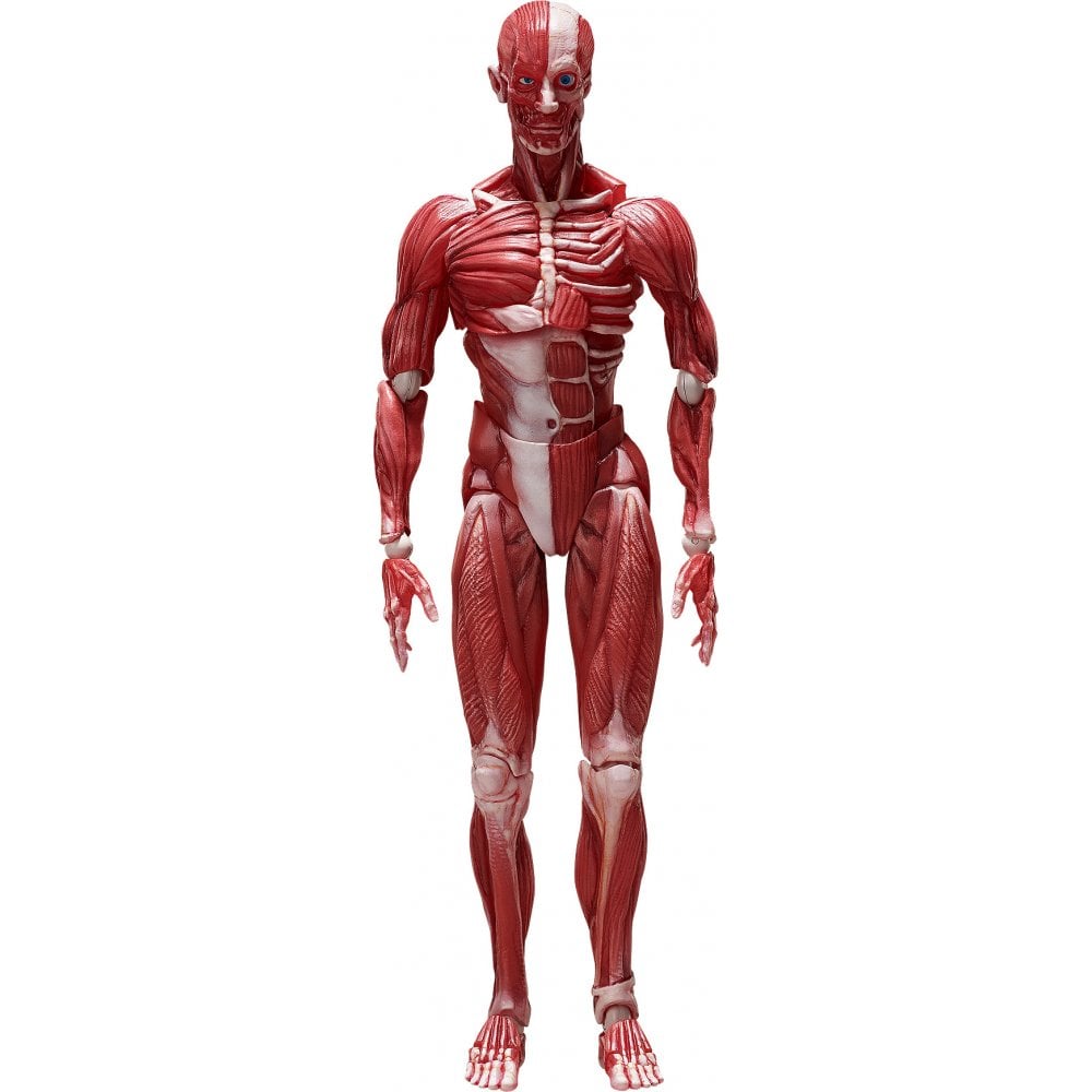 figma Human Anatomical Model 
