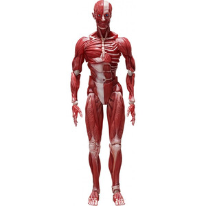FREEing figma Human Anatomical Model 
