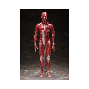 FREEing figma Human Anatomical Model 