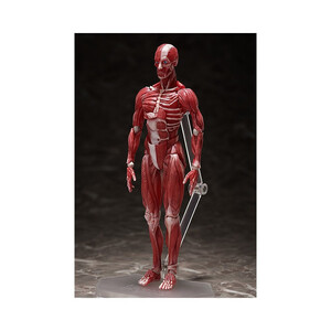 FREEing figma Human Anatomical Model 
