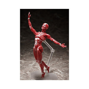 FREEing figma Human Anatomical Model 