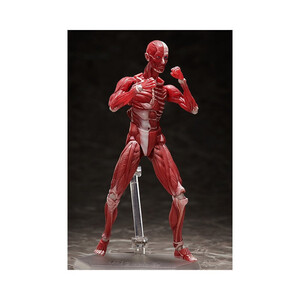 FREEing figma Human Anatomical Model 