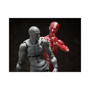 FREEing figma Human Anatomical Model 