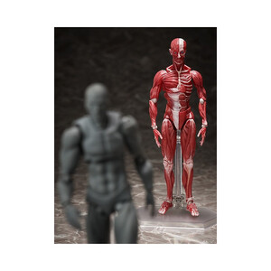 FREEing figma Human Anatomical Model 